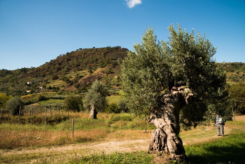 Agriturismo U' Casinu Da Scala Campora San Giovanni Dış mekan fotoğraf